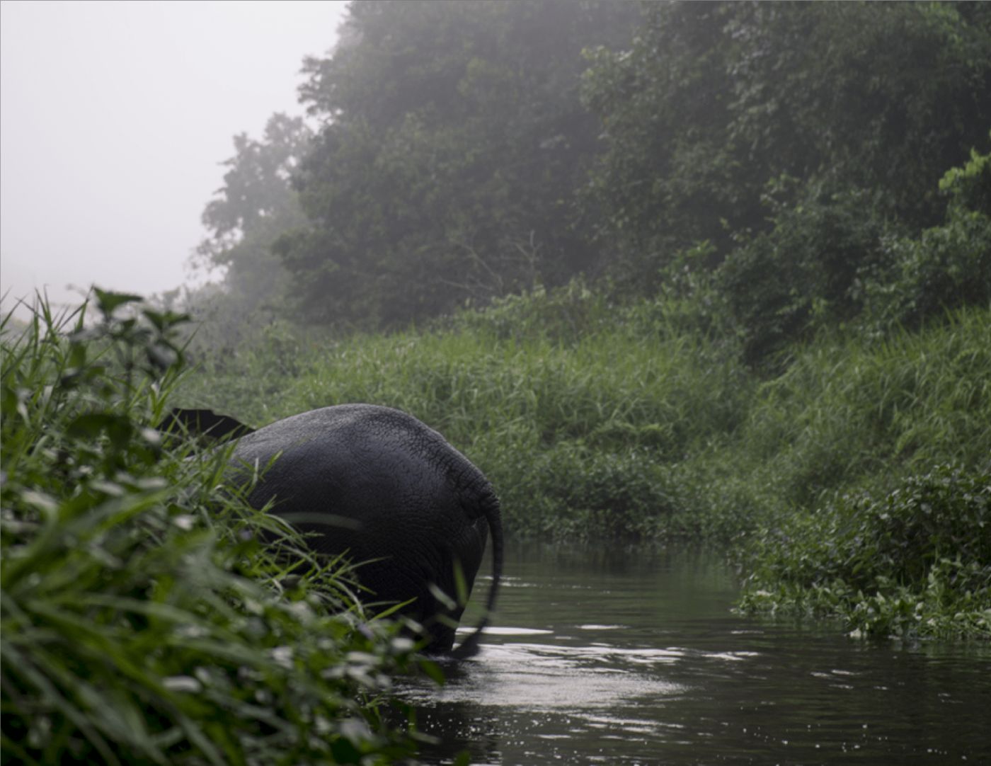 животный мир реки конго